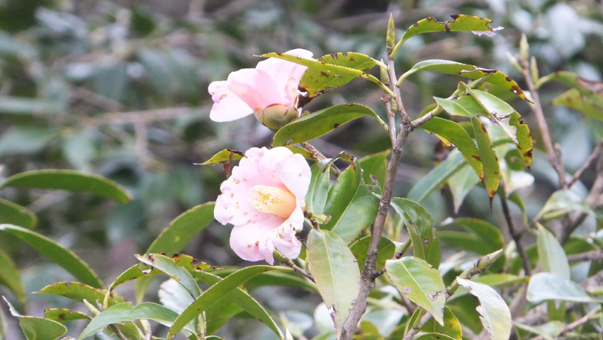 桃色昭和侘助（ももいろしょうわわびすけ） - 花