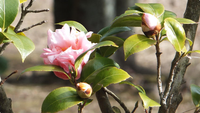 桜吹雪（さくらふぶき） - 花1